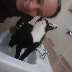 cat standing in sink kissing michelle